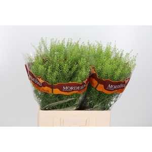 Lepidium Green Bell
