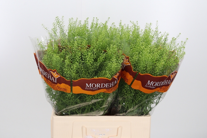 <h4>Lepidium Green Bell</h4>