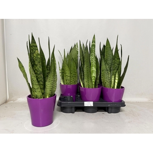 SANSEV CYLINDRICA OV