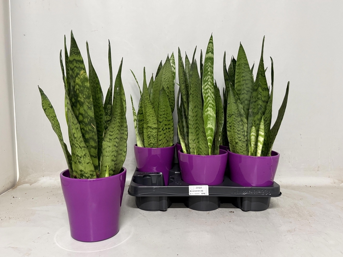 <h4>SANSEV CYLINDRICA OV</h4>