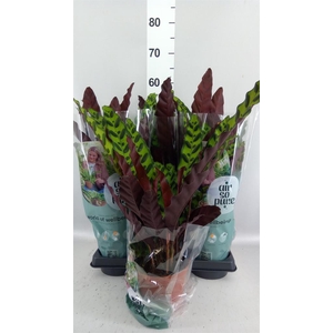Calathea lancifolia