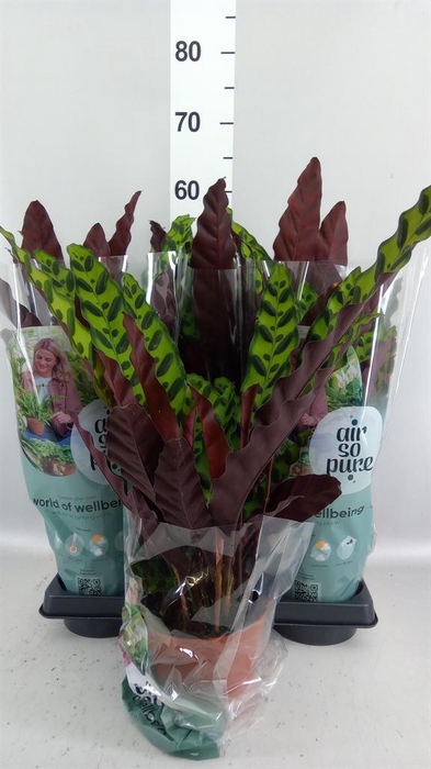 <h4>Calathea lancifolia</h4>