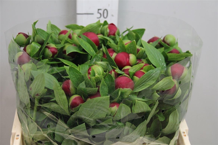 <h4>Paeo Red Charm</h4>