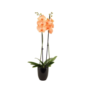 Hugo Black Phal I Am Orange 2T14+