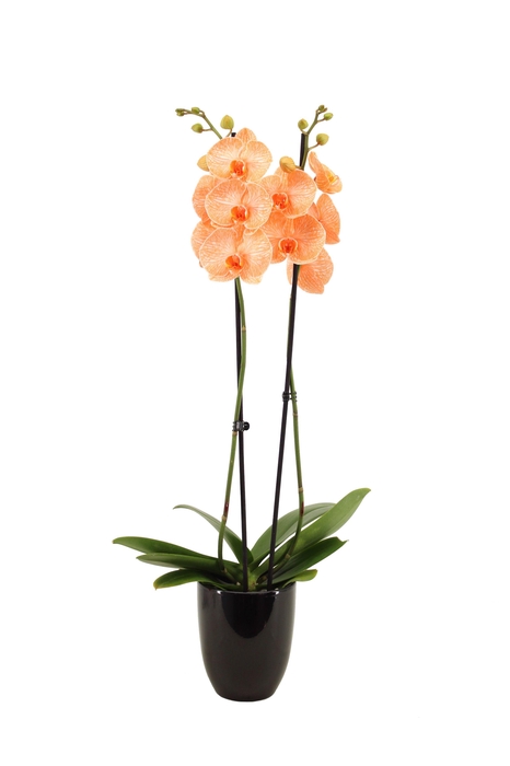 <h4>Hugo Black Phal I Am Orange 2T14+</h4>