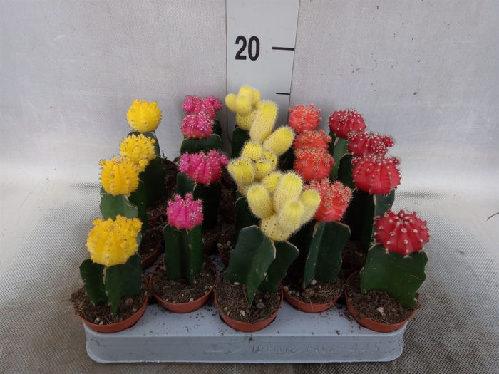 Gymnocalycium mihanov. 'Japan'  mix