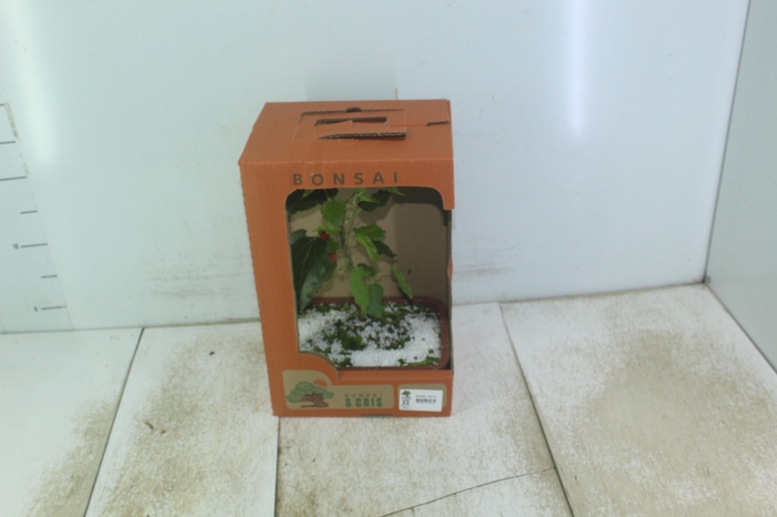 <h4>BONSAI FRUTA VASO PLASTICO 1.1L</h4>