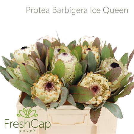 Protea Barbigera Ice Queen