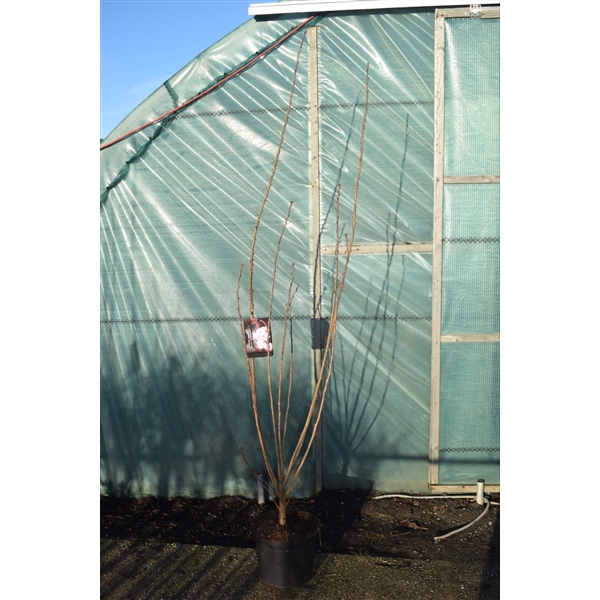 <h4>Prunus ser. 'Royal Burgundy' struik</h4>