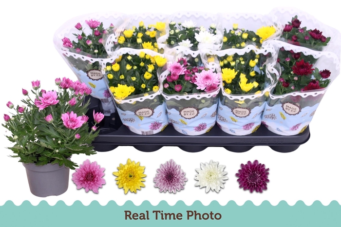 <h4>CHRYS GEVULDBL GEM</h4>