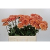 Dahlia Yelno Harmony
