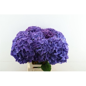 Hydr M Purple 60-24