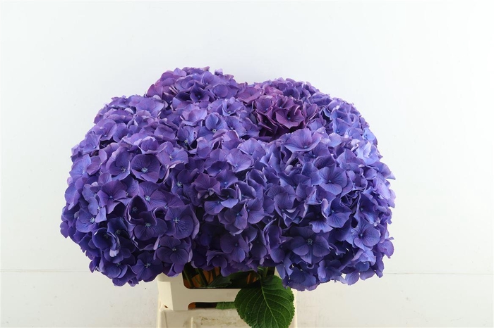 <h4>Hydr M Purple 60-24</h4>