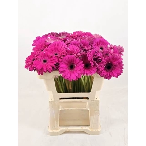 Gerbera Bon Dia