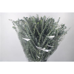 Euc Baby Blue Per Bunch 200 Gram