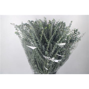 Euc Baby Blue Per Bunch 200 Gram