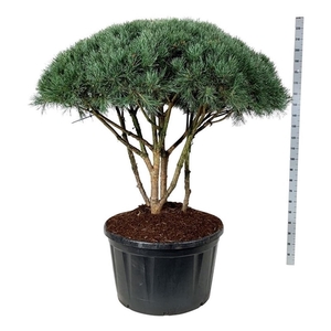 Pinus sylv. 'Watereri'