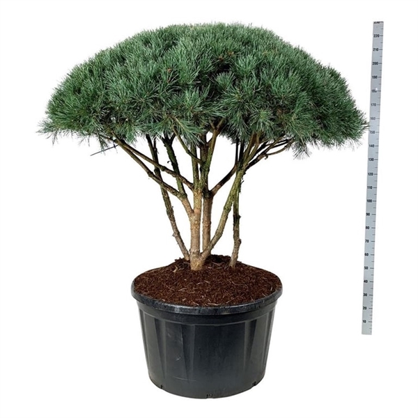 <h4>Pinus sylv. 'Watereri'</h4>