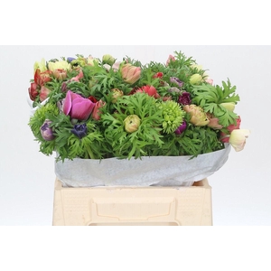 Anemone Levante Rainbow Mix