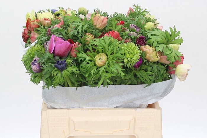 <h4>Anemone Levante Rainbow Mix</h4>