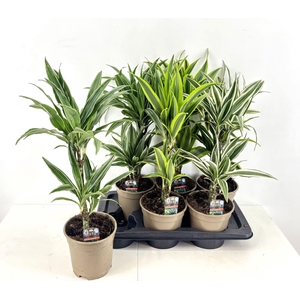 Dracaena frag. (Deremensis Grp) overig gemengd