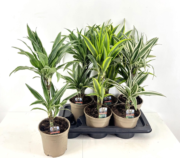 <h4>Dracaena frag. (Deremensis Grp) overig gemengd</h4>