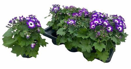 <h4>Peri C Man Gem</h4>