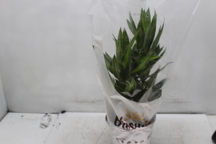 <h4>DRACENA VARIADA P17</h4>