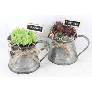 arr4 Semp JS - Zink kannetje green 338/6