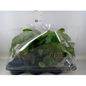Pilea peperomioides