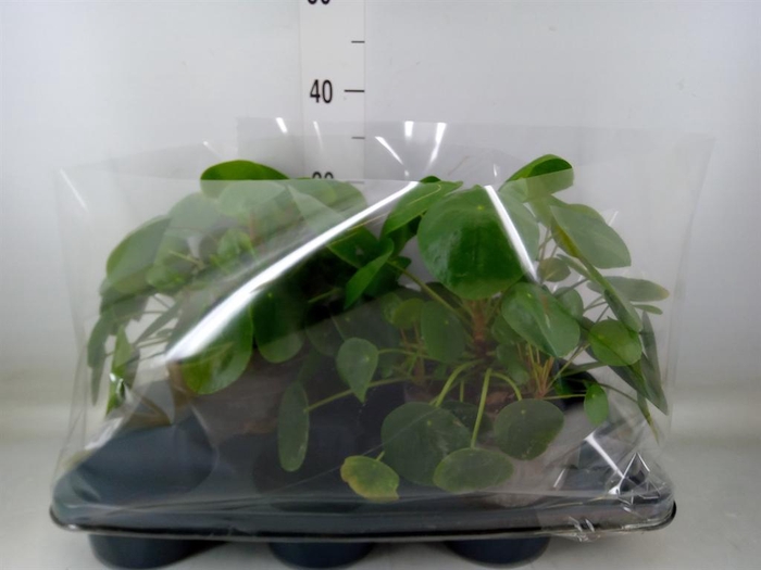 <h4>Pilea peperomioides</h4>