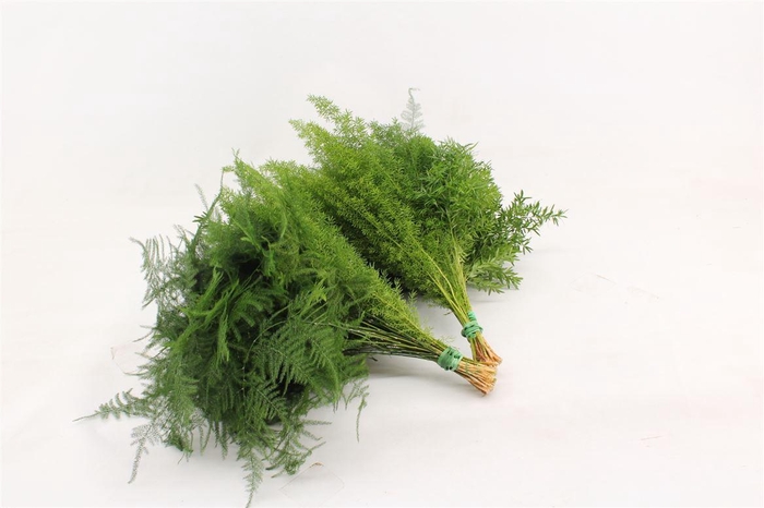 <h4>Asparagus Mix 70</h4>