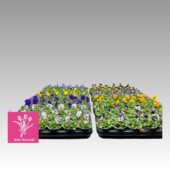 <h4>VIO CO MIXK</h4>