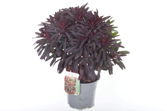 <h4>Euphorbia Miner's Merlot</h4>