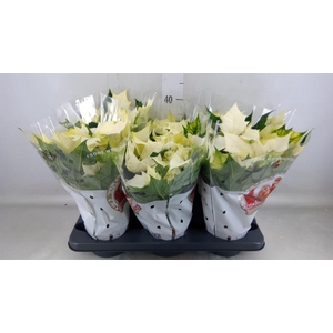 Euphorbia pulc. 'Alaska'