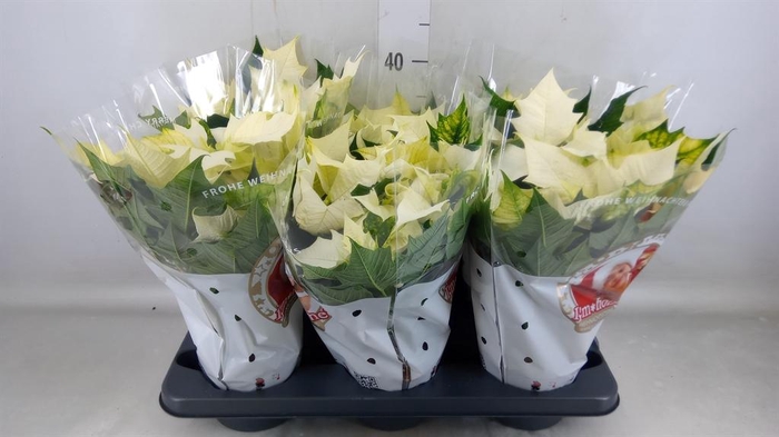 <h4>Euphorbia pulc. 'Alaska'</h4>