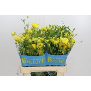 RANUNCULUS  'BUTTERFLY DIONE'