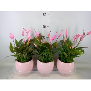 Spathiphyllum  'Bellini'