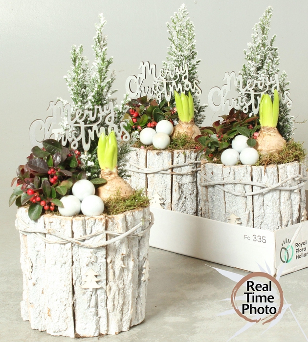 <h4>ARR TUINPLANTEN</h4>