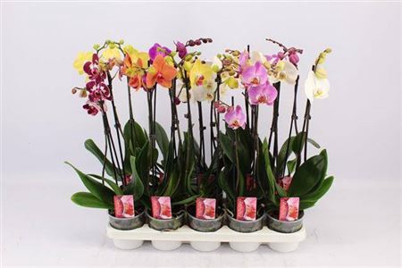 Phal 2 Tak Mix Kort
