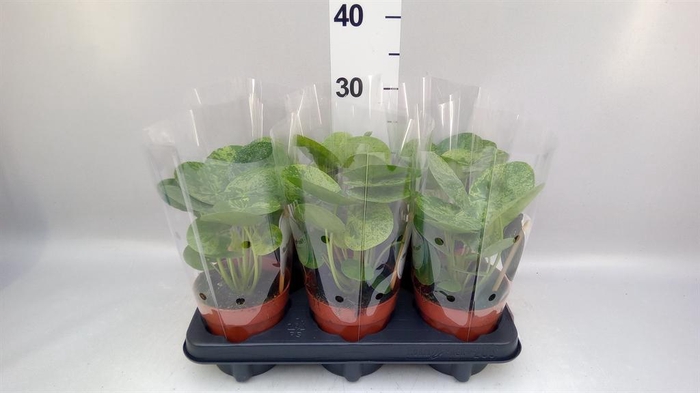 <h4>Pilea ...</h4>
