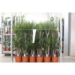 Dra Marginata 60-30-15 Black Friday Deal