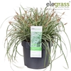 Carex oshimensis Everest