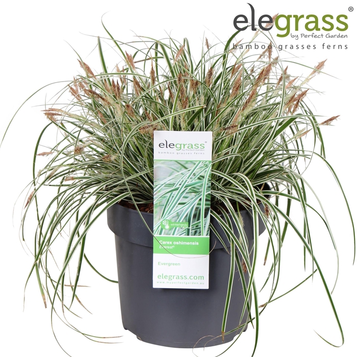 Carex oshimensis Everest