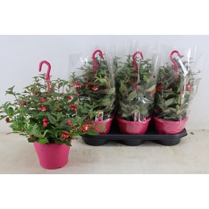 FUCHSIA OV