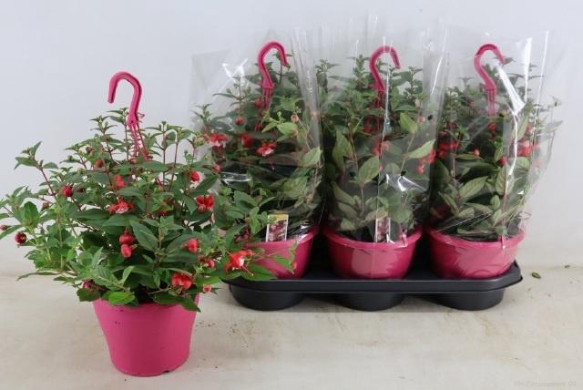 <h4>FUCHSIA OV</h4>