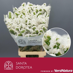 LIMONIUM SINUATUM 'ISA WHITE'