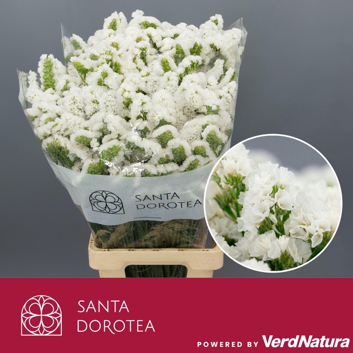 <h4>LIMONIUM SINUATUM 'ISA WHITE'</h4>