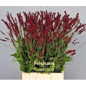 PERSICARIA FIREDANCE