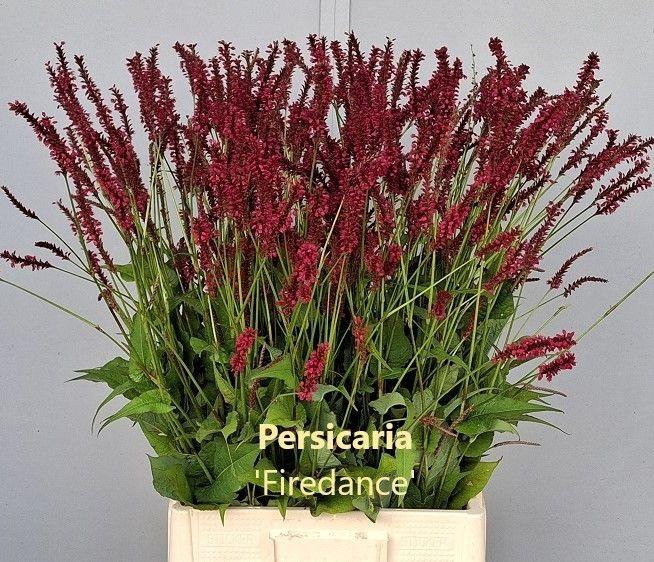 <h4>PERSICARIA FIREDANCE</h4>